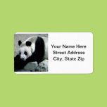 Panda Bear on Rocks Custom Address Labels
