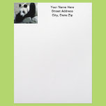Panda Bear on Rocks Custom Letterhead