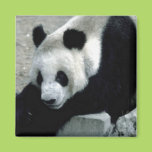 Panda Bear on Rocks Fridge Magnets