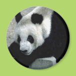 Panda Bear on Rocks Magnet