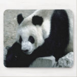 Panda Bear on Rocks Mousepads