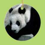 Panda Bear on Rocks Christmas Ornament