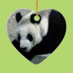 Panda Bear on Rocks Christmas Ornament