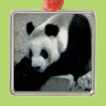Panda Bear on Rocks Christmas Ornaments