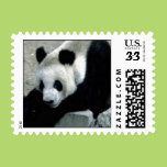 Panda Bear on Rocks Postage Stamp