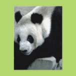 Panda Bear on Rocks Post Card