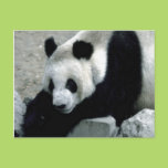 Panda Bear on Rocks Postcard