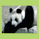 Panda Bear on Rocks Poster