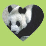Panda Bear on Rocks Stickers