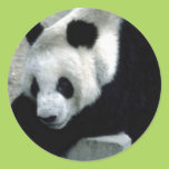Panda Bear on Rocks Round Stickers