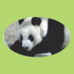 Panda Bear on Rocks Stickers