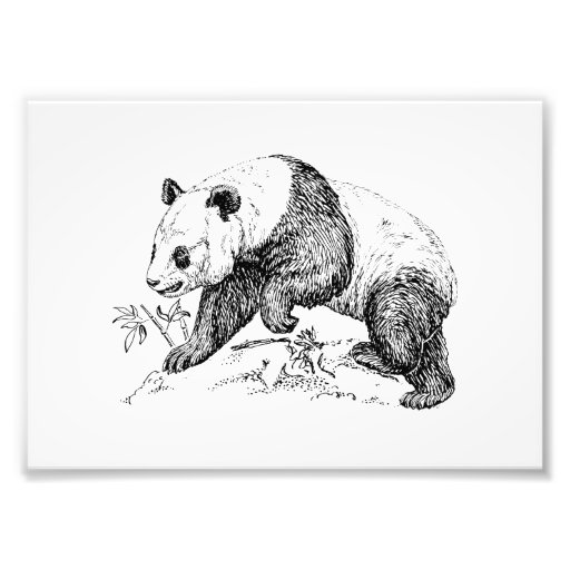 Panda Bear Photo Print | Zazzle