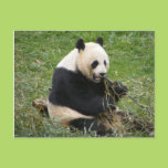 Panda Bear Post Card