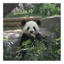 Panda Bear Poster posters