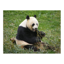 Panda Bear posters