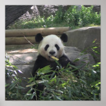 Panda Bear Poster