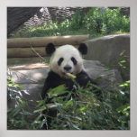 panda bear, panda bears, bamboo, panda, bear, cute, black, white, animal lovers, zoo, dlgray, wildlife, animal lover