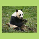 Panda Bear Print