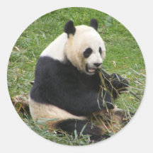 Panda Bear Round Stickers