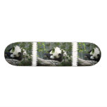 giant panda, panda, panda bear, bear, bears, panda bears, giant panda bear, mammal, animal, wildlife, wild animal, wild life, china, chinese panda, china panda, chinese panda bear, chinese, animals, mammals, panda photo, panda photograph, giant panda photo, giant panda photograph, panda bear photo, panda bear photograph, wild