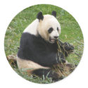 Panda Bear stickers