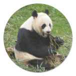 Panda Bear Round Stickers
