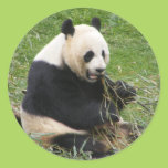 Panda Bear Sticker