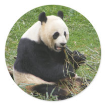 Panda Bear stickers by crittercircus Panda Bear stickers