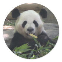 Panda Bear Sticker by dlgray Panda Bear Sticker