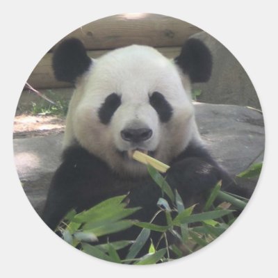 Panda Bear Sticker