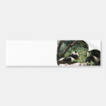 giant panda, panda, panda bear, bear, bears, panda bears, giant panda bear, mammal, animal, wildlife, wild animal, wild life, china, chinese panda, china panda, chinese panda bear, chinese, animals, mammals, panda photo, panda photograph, giant panda photo, giant panda photograph, panda bear photo, panda bear photograph, wild, nature