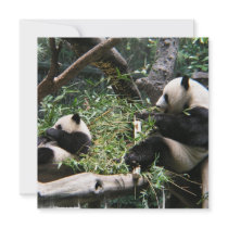 Panda Bears Invitation