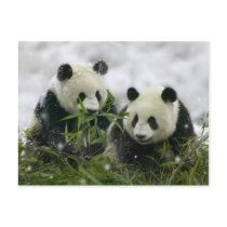 Panda Bears Postcard - Customized by KitteasGallery Panda Bears Postcard - Customized