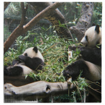 Panda Bears Set of Four Napkins