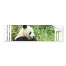 Panda Bumper Sticker