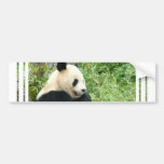 giant panda, panda, panda bear, bear, bears, panda bears, giant panda bear, mammal, animal, wildlife, wild animal, wild life, china, chinese panda, china panda, chinese panda bear, chinese, animals, mammals, panda photo, panda photograph, giant panda photo, giant panda photograph, panda bear photo, panda bear photograph, wild, nature