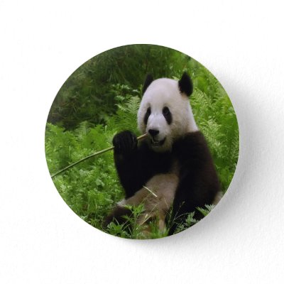 Panda Pinback Buttons