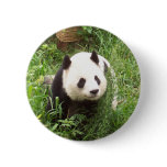 Panda Pinback Buttons