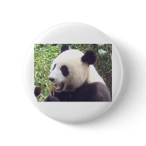 Panda Buttons