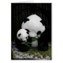 Panda Card