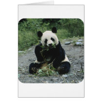 Panda Greeting Cards