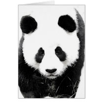 Panda Card