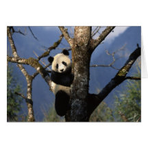 Panda Climber Greeting Cards
