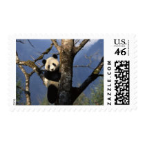 Panda Climber Stamp