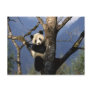 Panda Climber Postcards