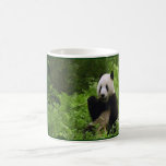 panda, pandas, bear, bears, black, white