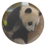 panda-cub10x10 plates