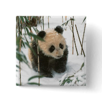 Panda cub on snow, Wolong, Sichuan, China 2 Pins