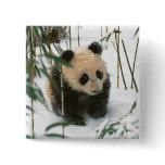 Panda cub on snow, Wolong, Sichuan, China 2 buttons