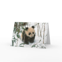 Panda cub on snow, Wolong, Sichuan, China 2 Greeting Card